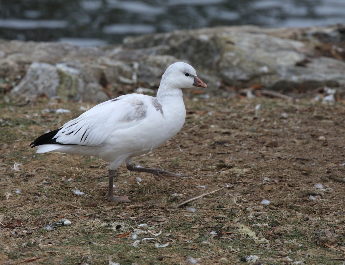 Ross's Goose - ML646652933