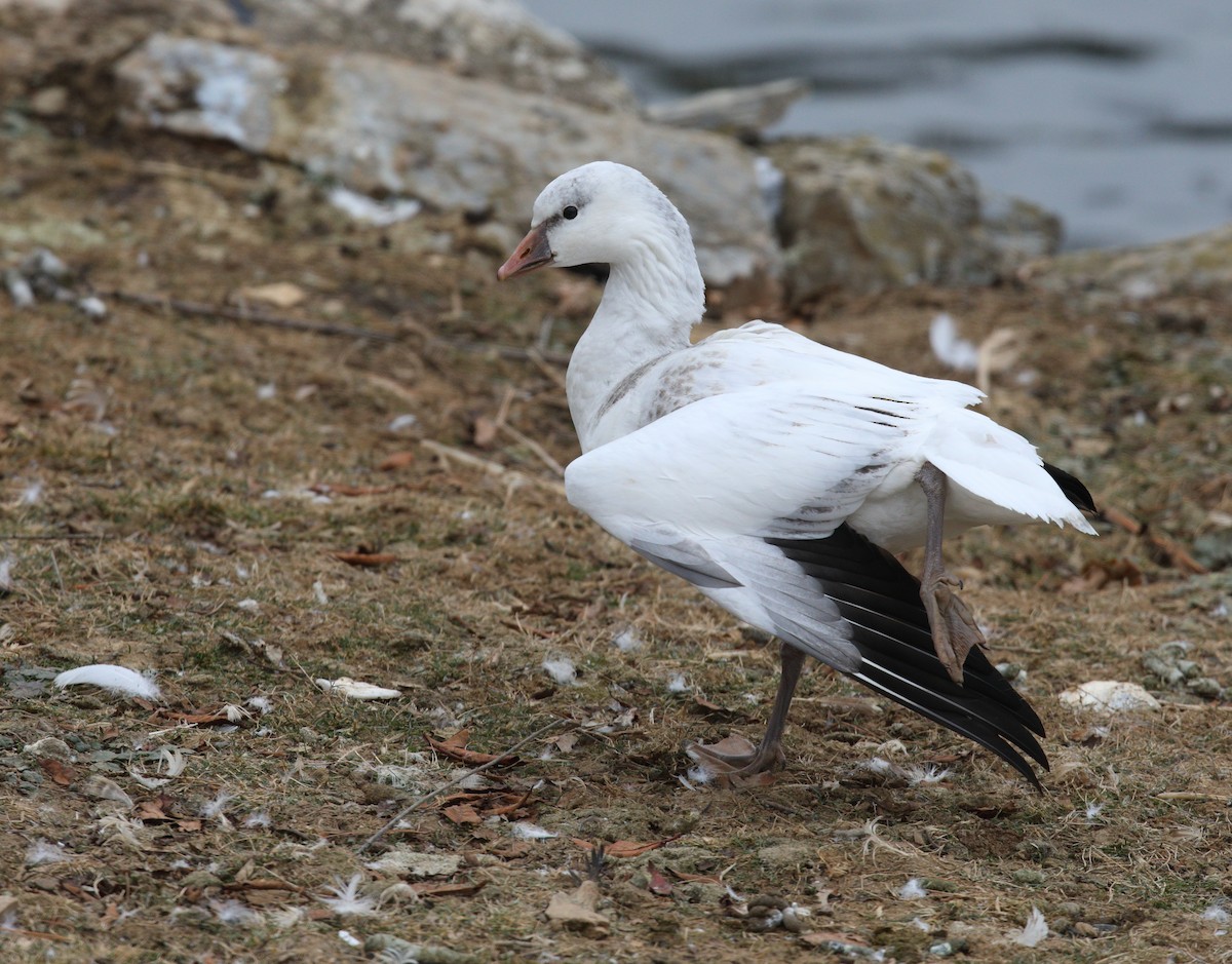 Ross's Goose - ML646652934