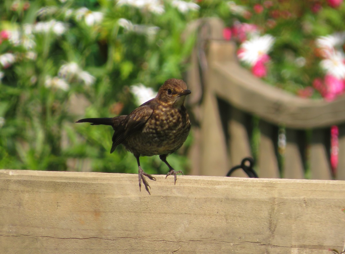 Eurasian Blackbird - ML646652935
