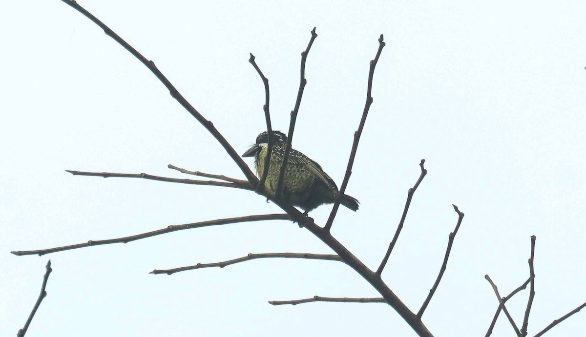 Пестрогрудая либия - ML646652938