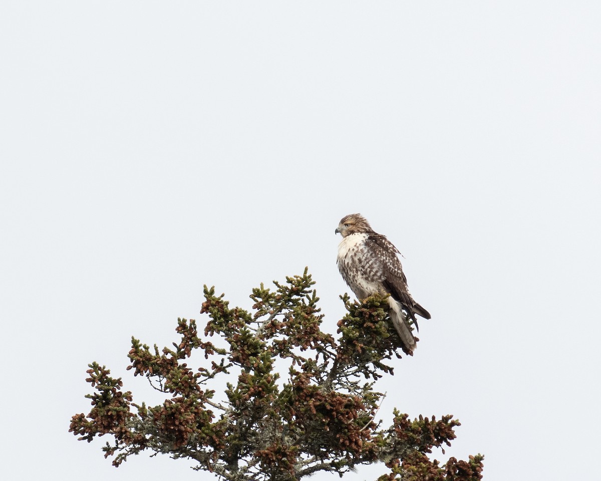Red-tailed Hawk - ML646652954
