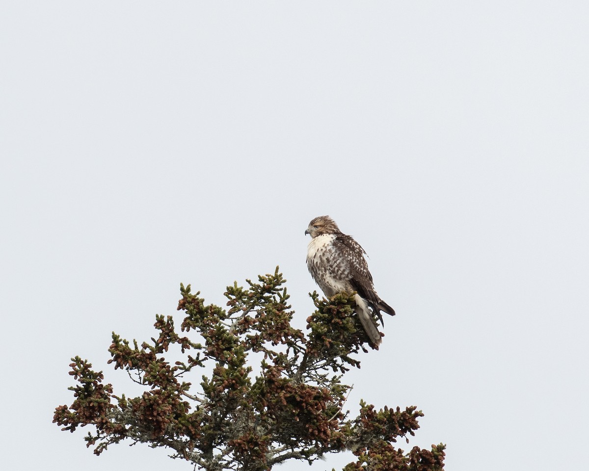 Red-tailed Hawk - ML646652955