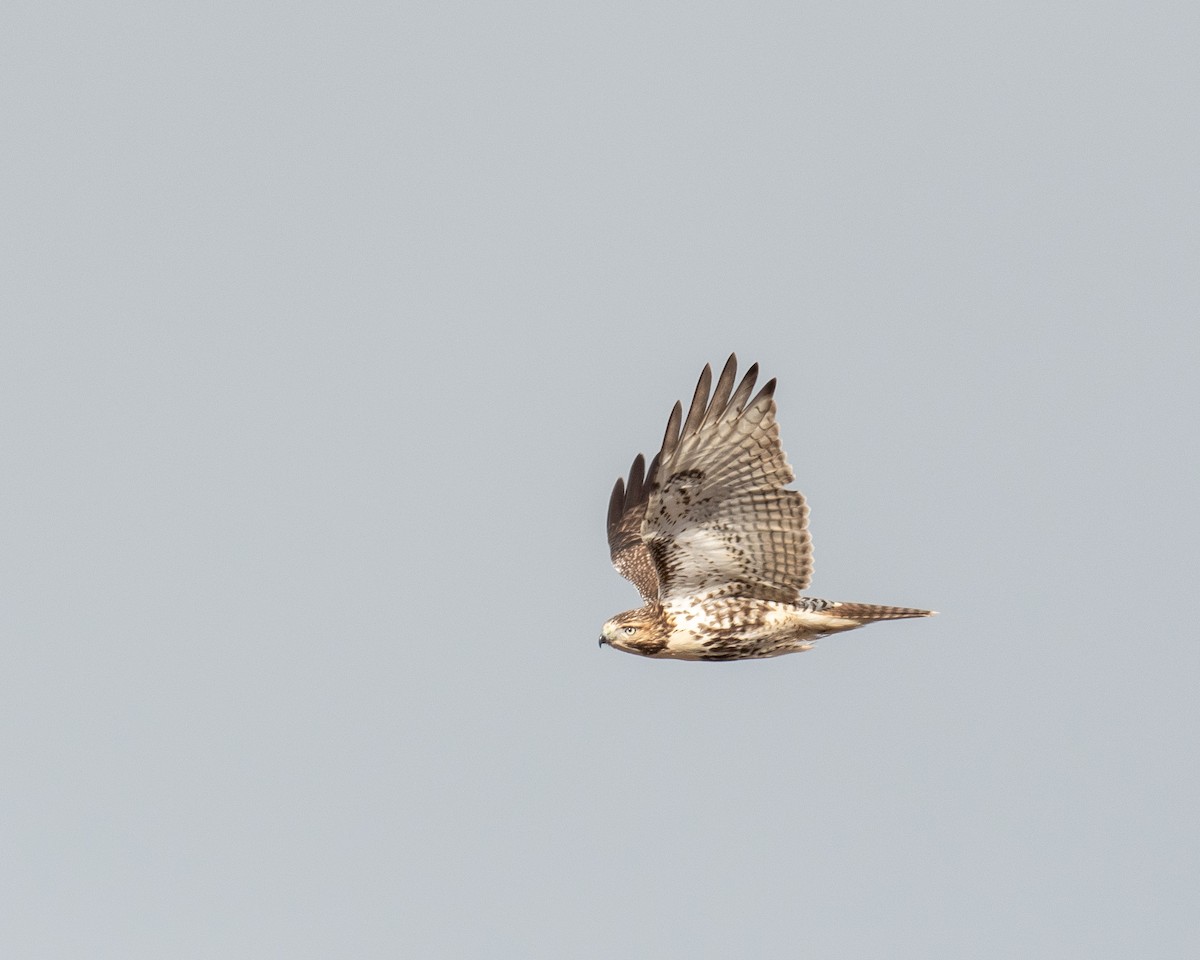 Red-tailed Hawk - ML646652956
