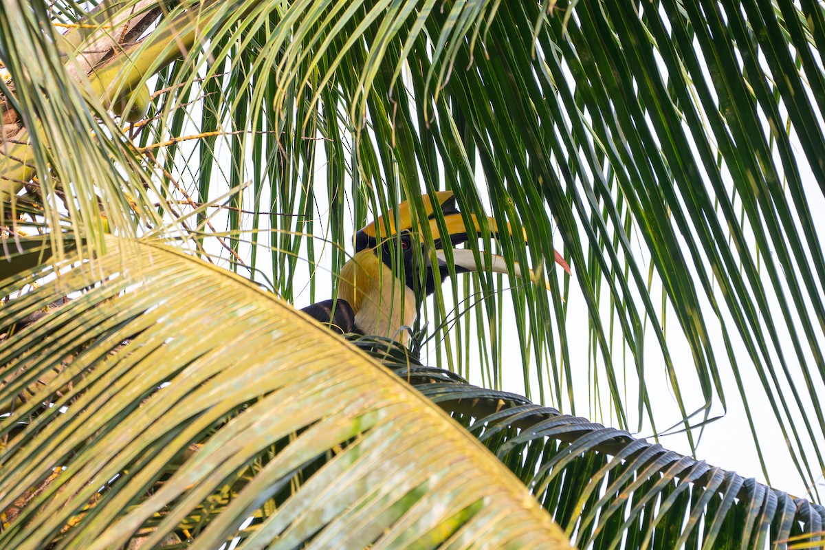 Great Hornbill - ML646652959