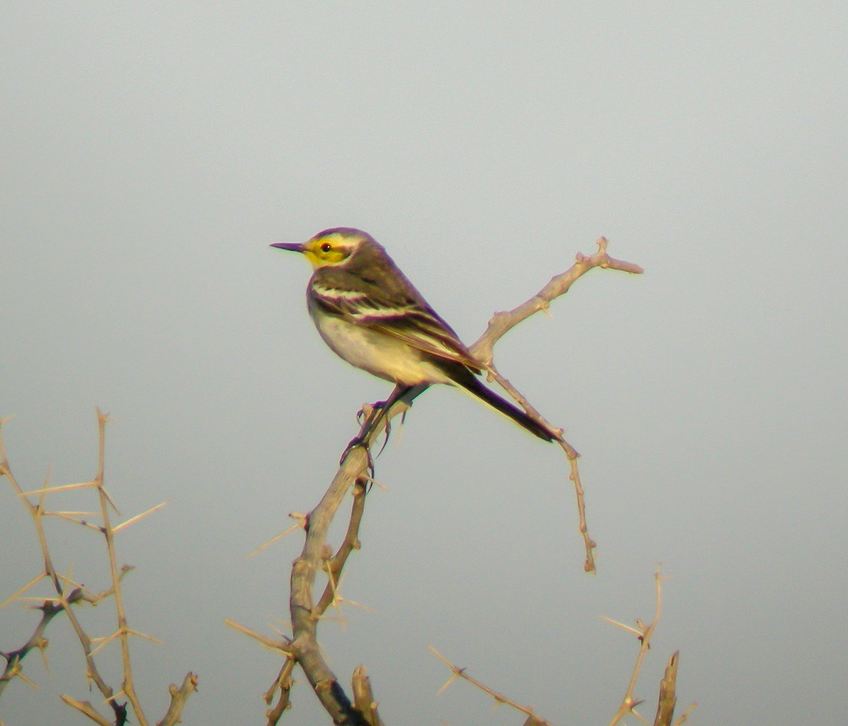 נחליאלי לימוני - ML646652960