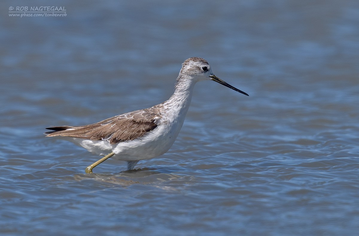 Коловодник ставковий - ML646652963