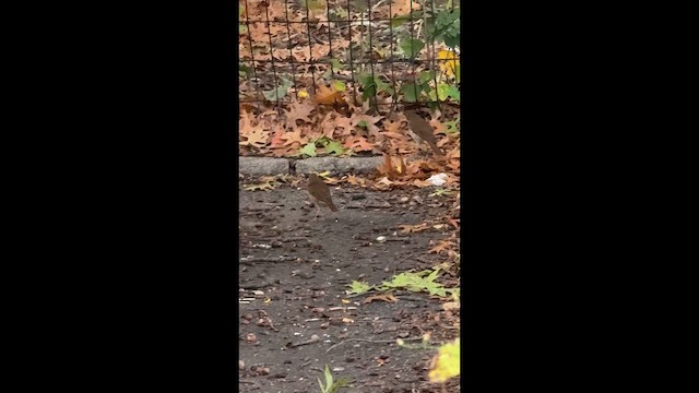 Дрізд-короткодзьоб плямистоволий - ML646652966