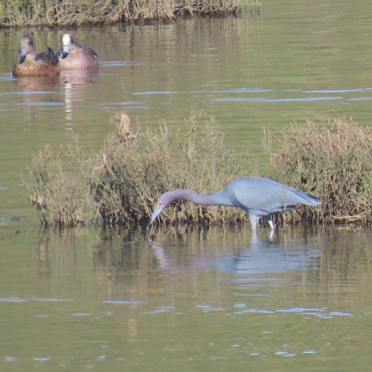 Чепура блакитна - ML646652967