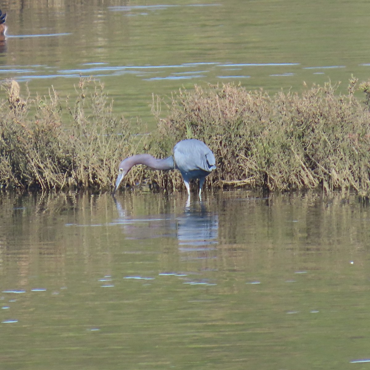 Чепура блакитна - ML646652968