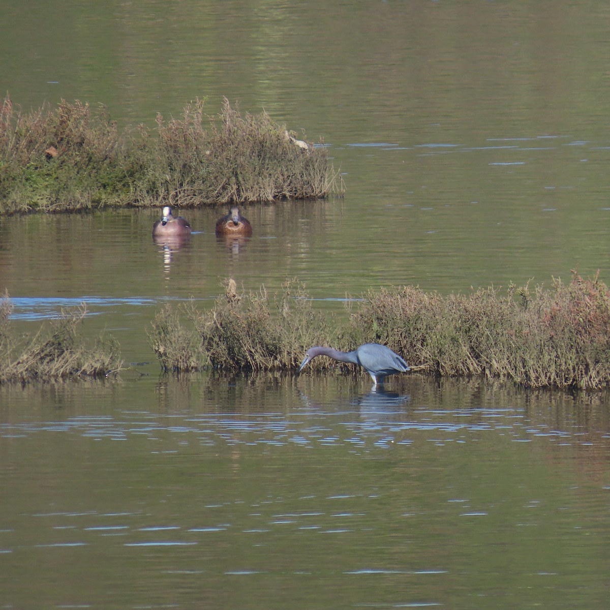 Чепура блакитна - ML646652969