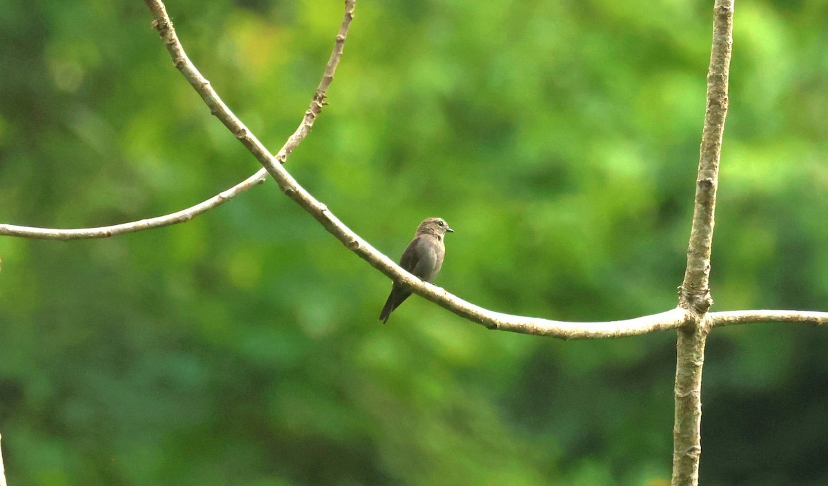 Ussher's Flycatcher - ML646652973