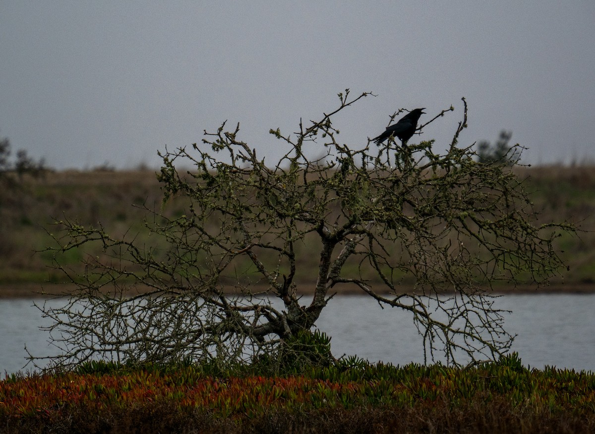 American Crow - ML646652976