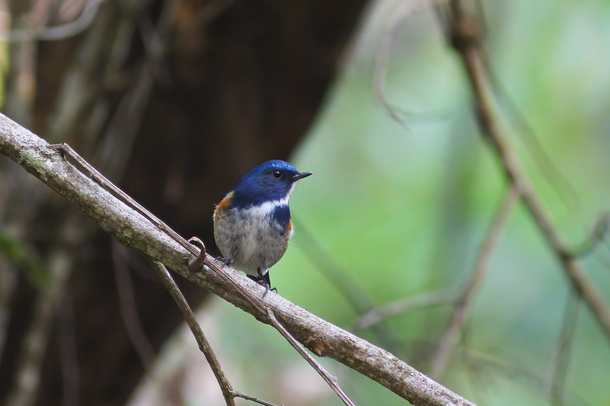 Himalayan Bluetail - ML646652977