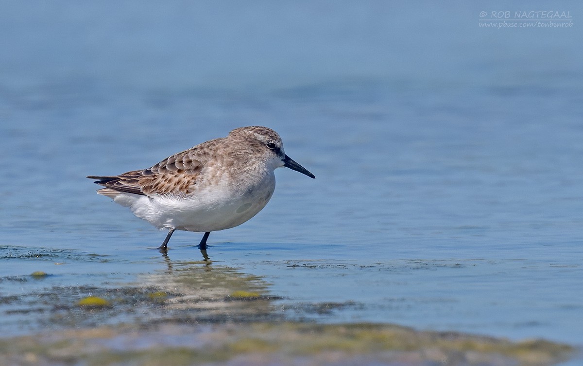 Побережник малий - ML646652978
