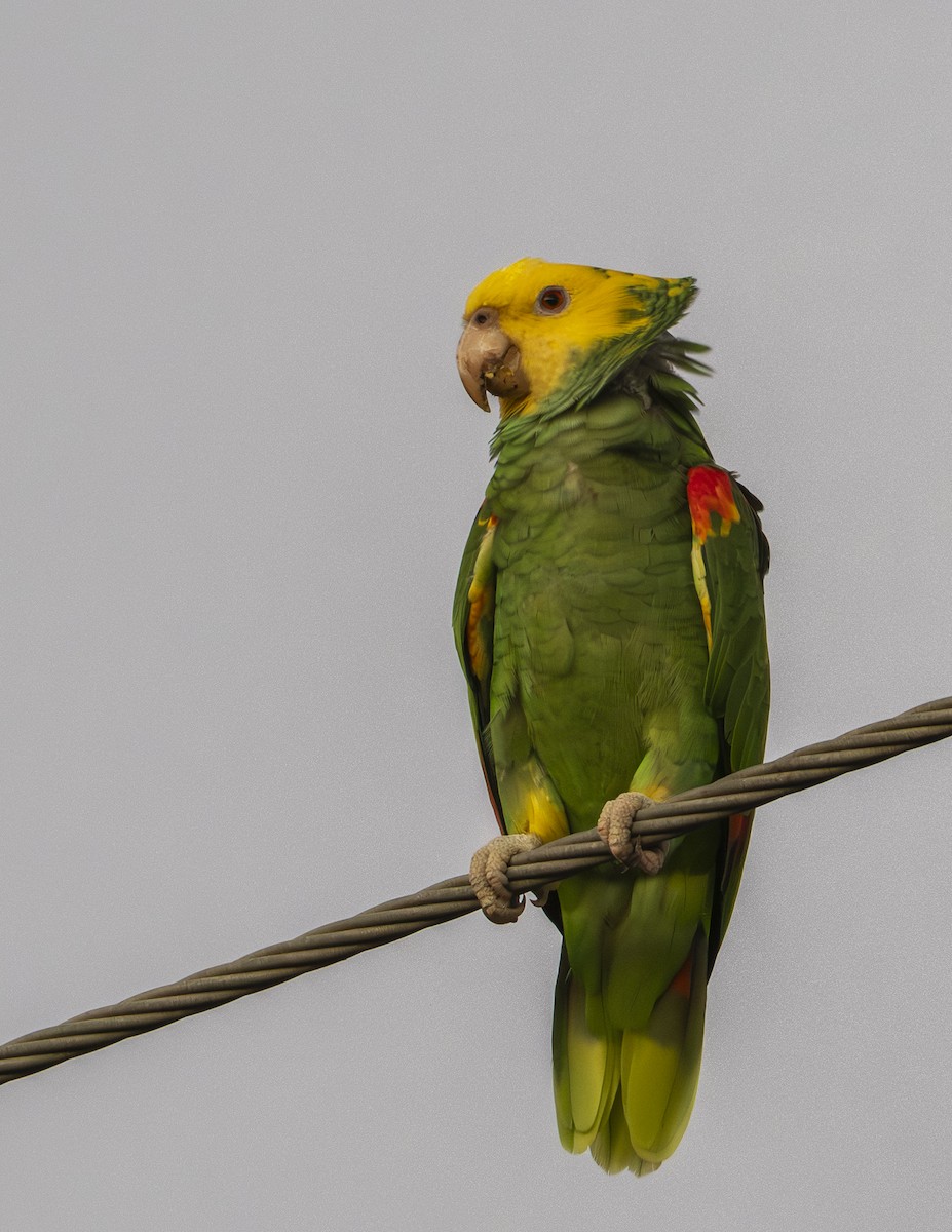 Yellow-headed Amazon - ML646652984