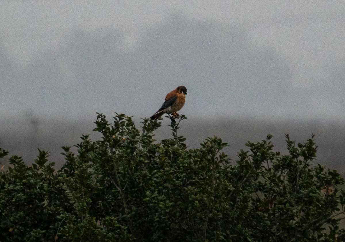 American Kestrel - ML646652985