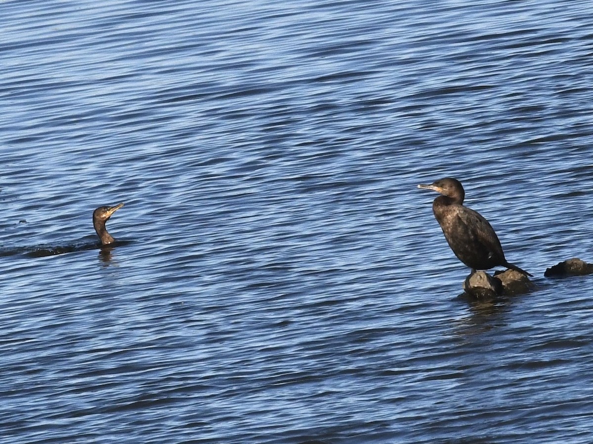 Neotropic Cormorant - ML646652986