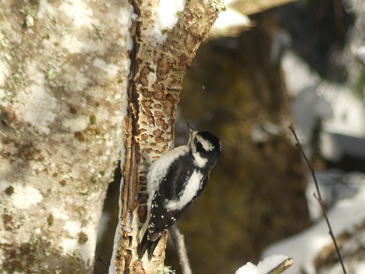 Pic chevelu - ML646652987