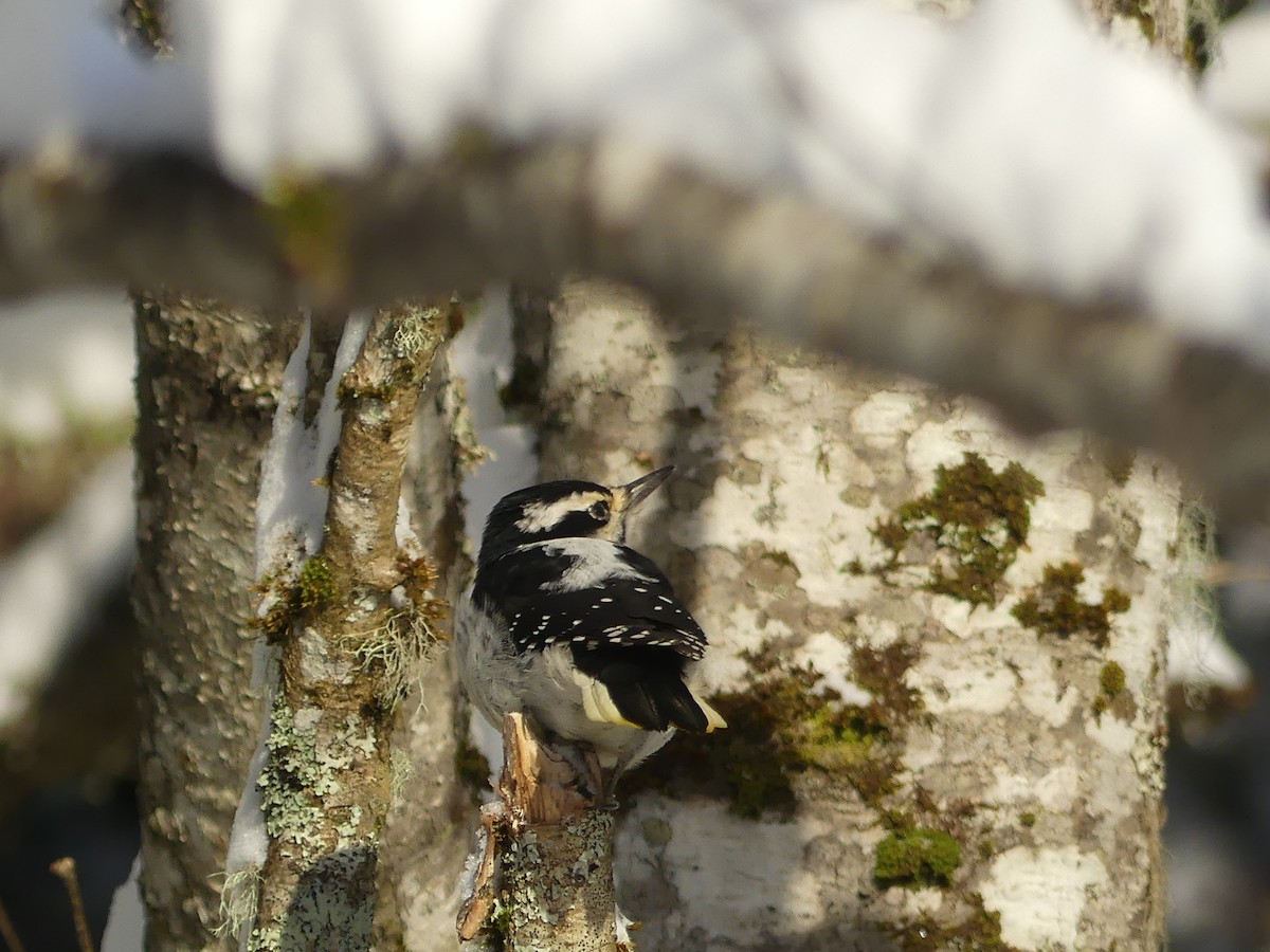 Pic chevelu - ML646652988