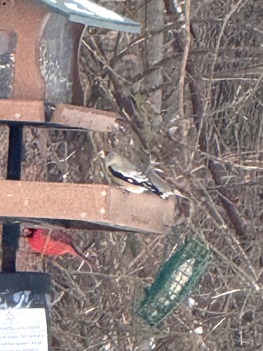 Кардинал червоний - ML646652989