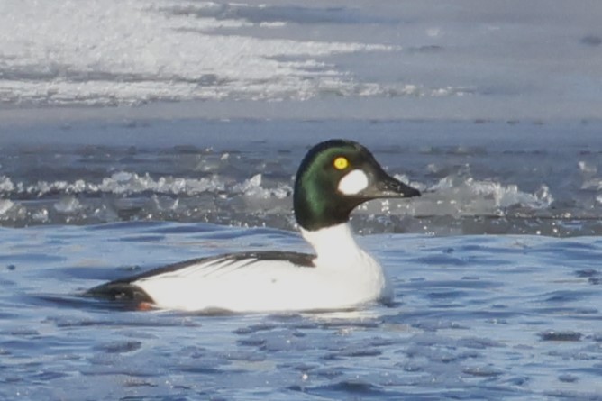 ホオジロガモ - ML646652993