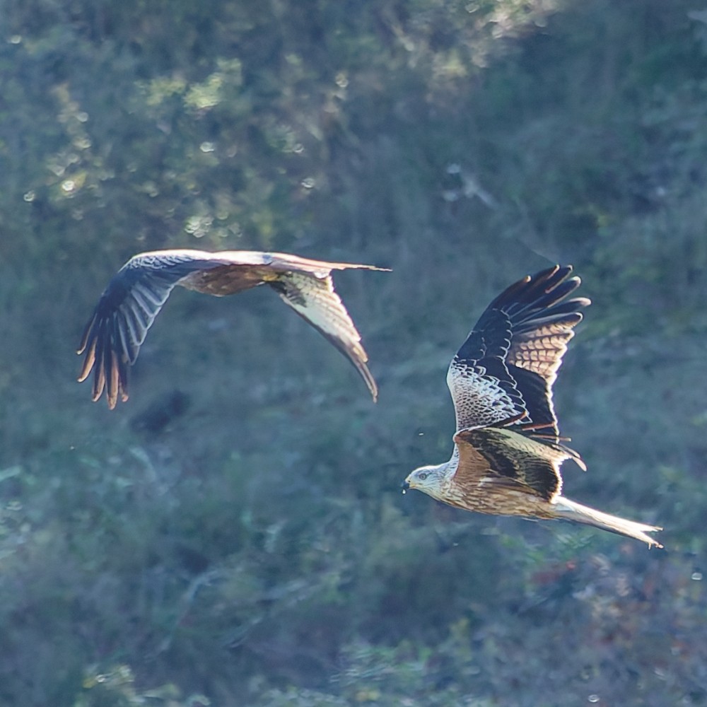 Red Kite - ML646652998