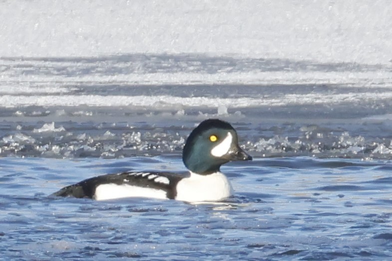 キタホオジロガモ - ML646652999