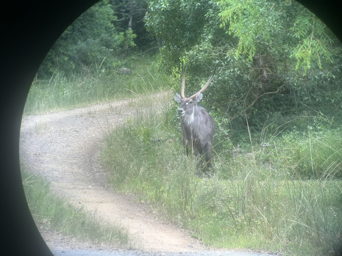 Animals - ML646653000