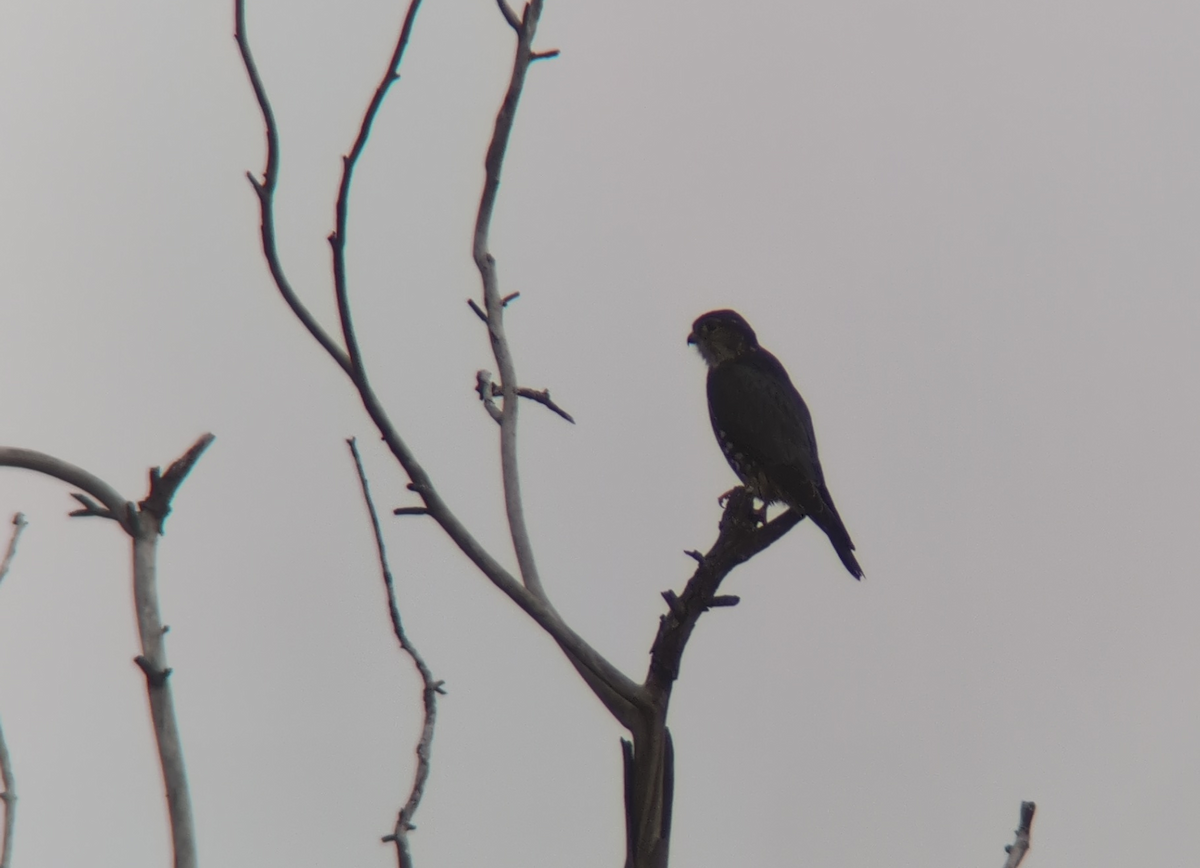 コチョウゲンボウ（columbarius） - ML646653002