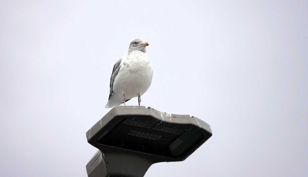 sibirmåke - ML646653004