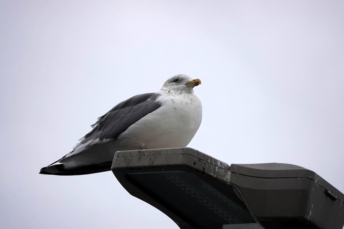 sibirmåke - ML646653005