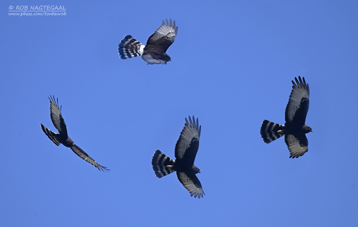 Лунь чорний - ML646653006