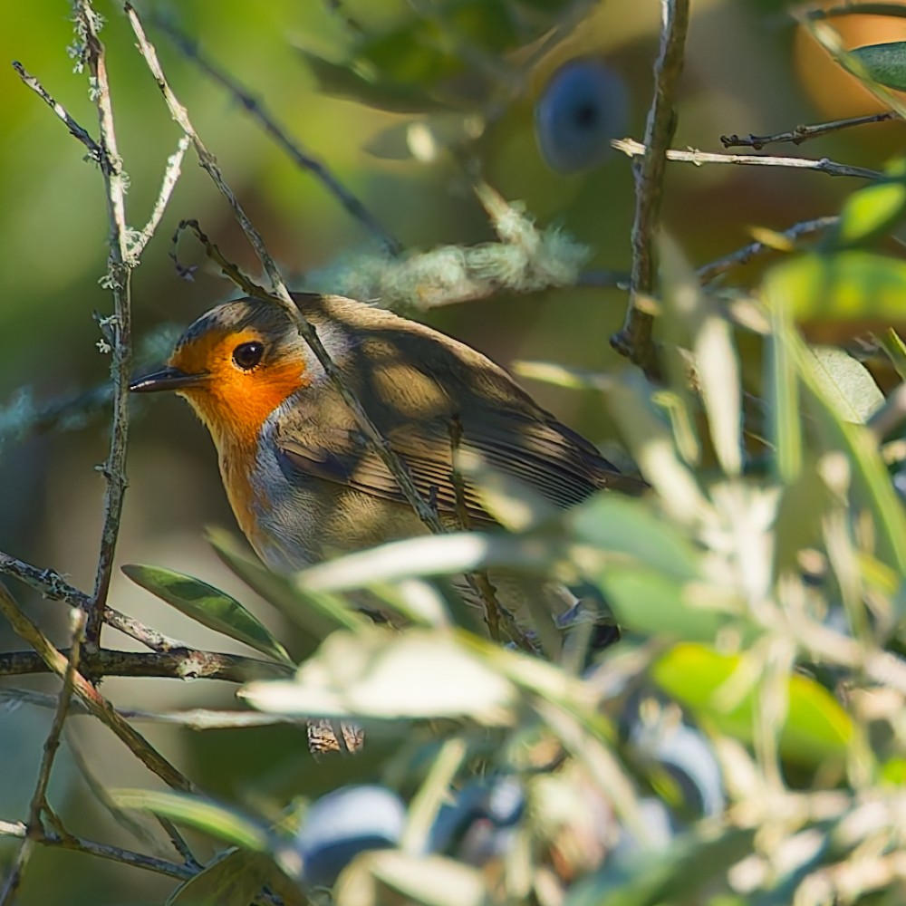 European Robin - ML646653009