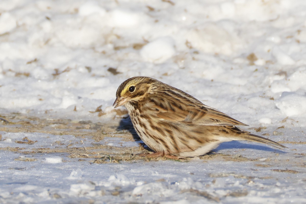 サバンナシトド - ML646653010