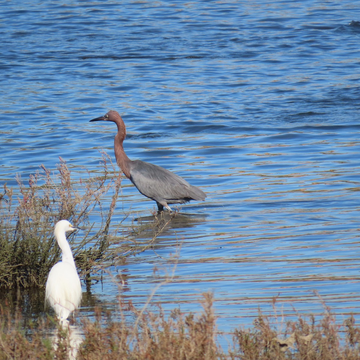 Чепура рудошия - ML646653011