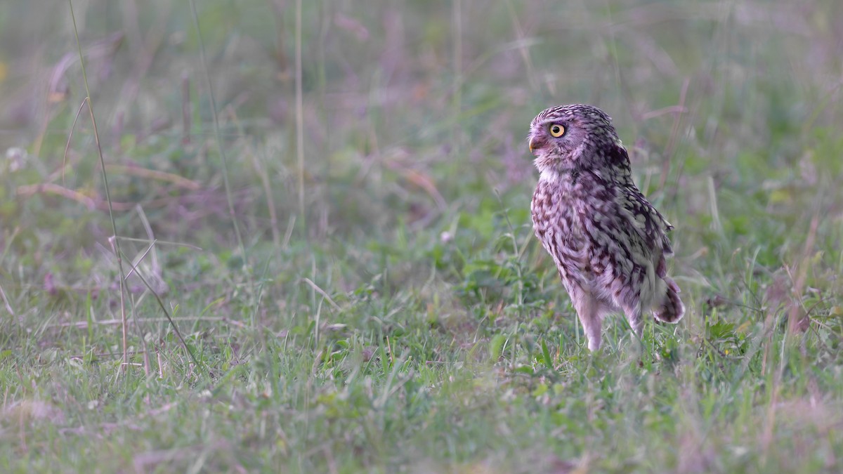 Little Owl - ML646653012