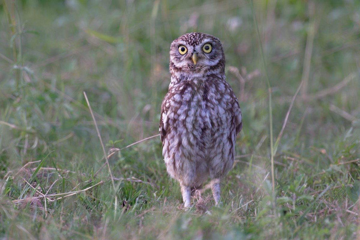 Little Owl - ML646653013