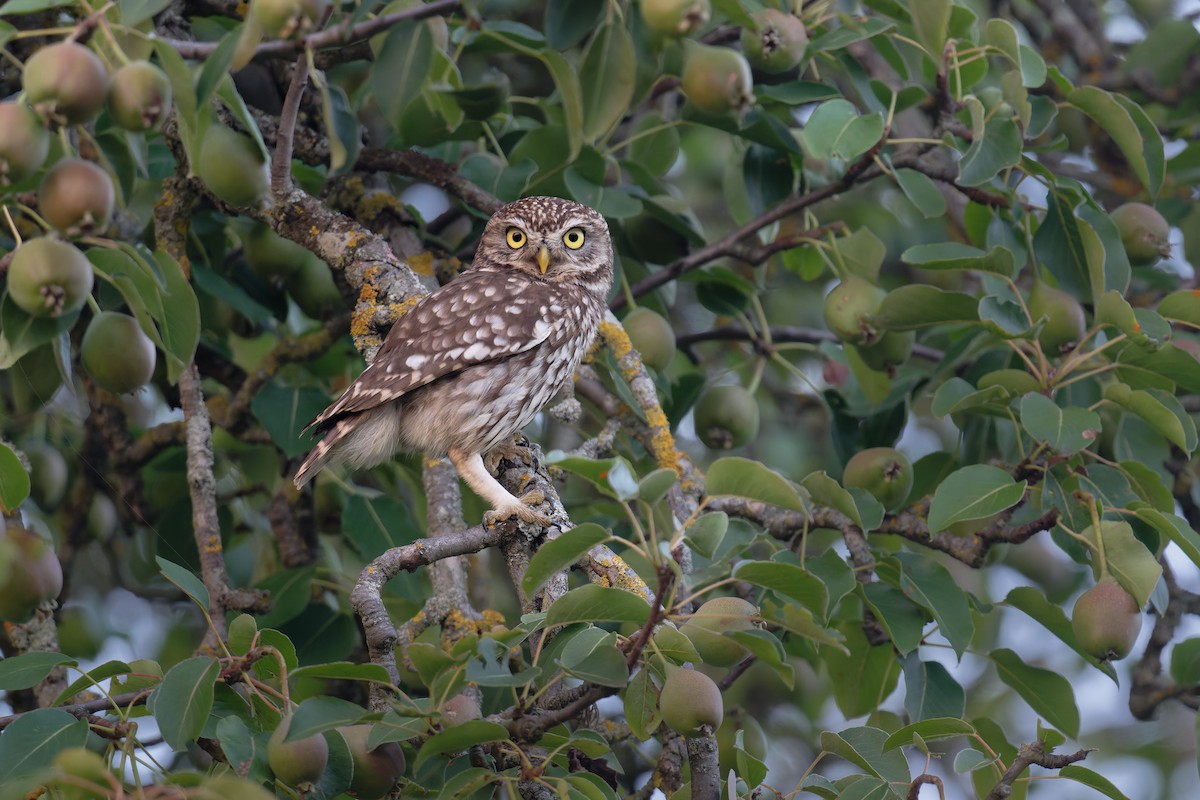 Little Owl - ML646653014