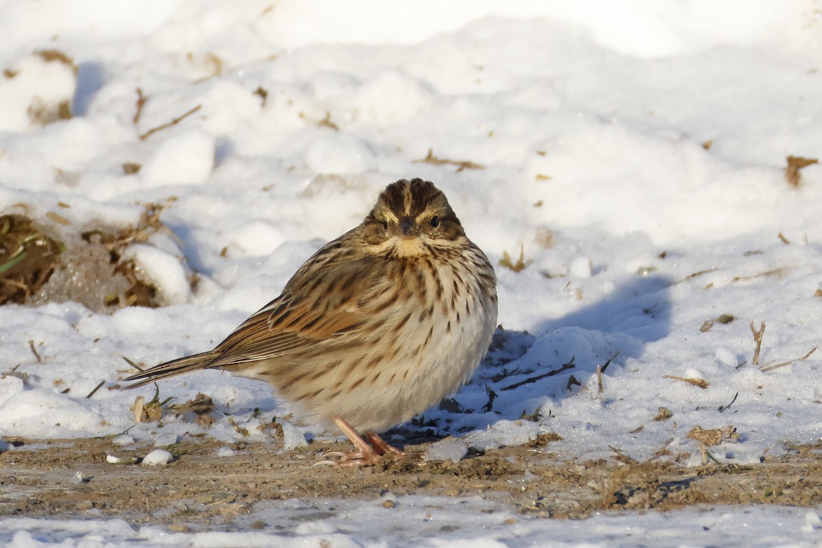 サバンナシトド - ML646653015