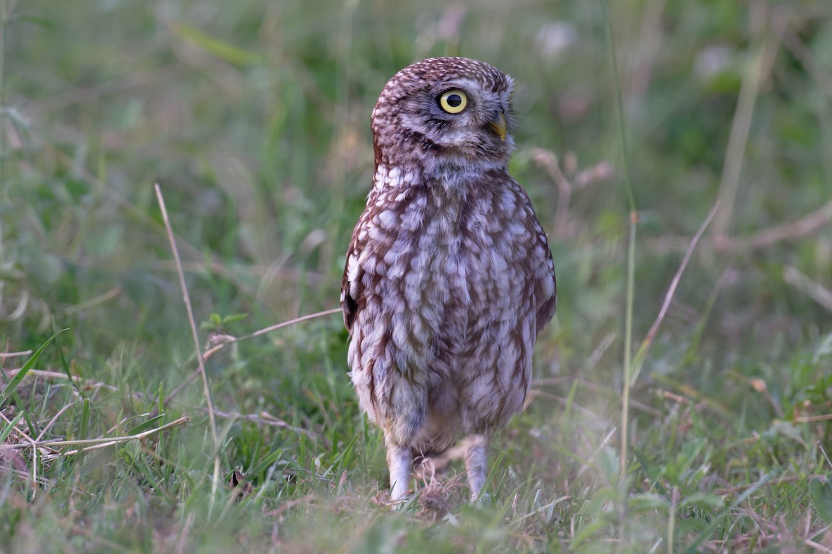 Little Owl - ML646653016