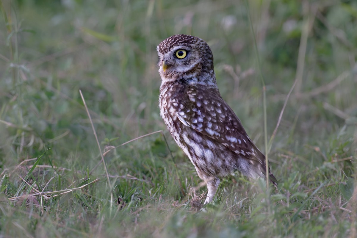 Little Owl - ML646653017