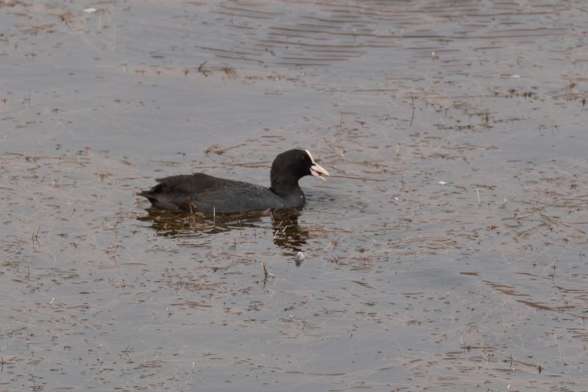 אגמית מצויה - ML646653019