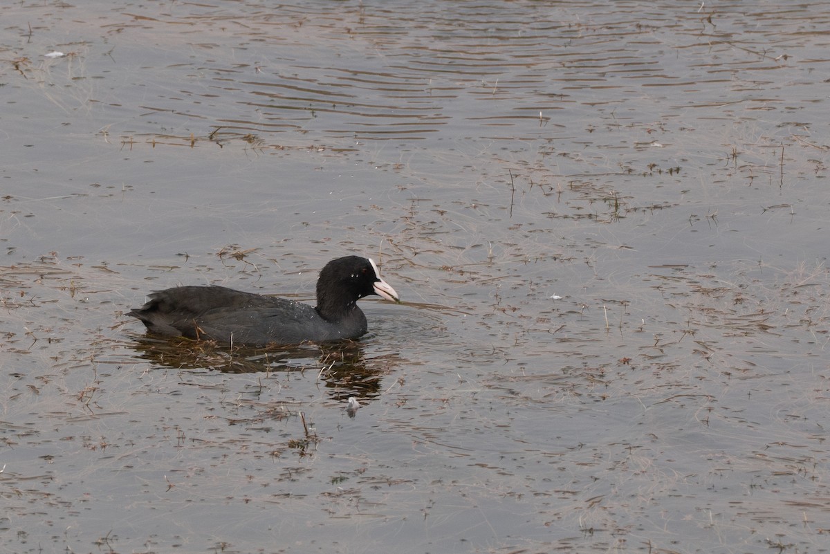 אגמית מצויה - ML646653020