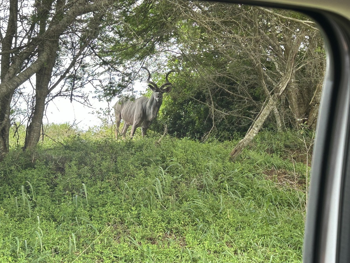 Animals - ML646653021