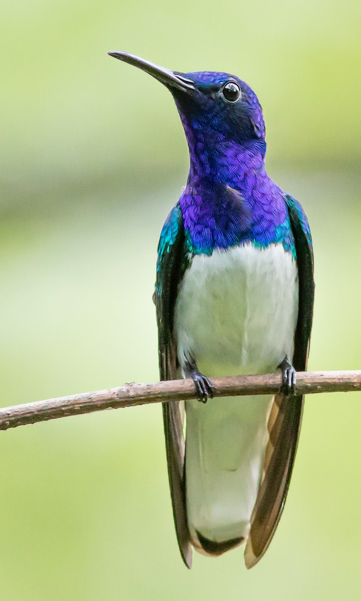 White-necked Jacobin - ML646653022