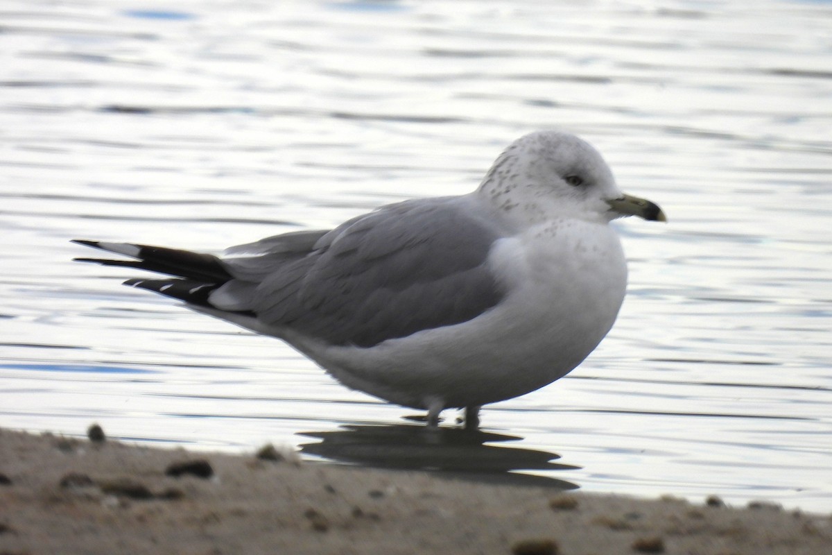 Ring-billed Gull - ML646653023