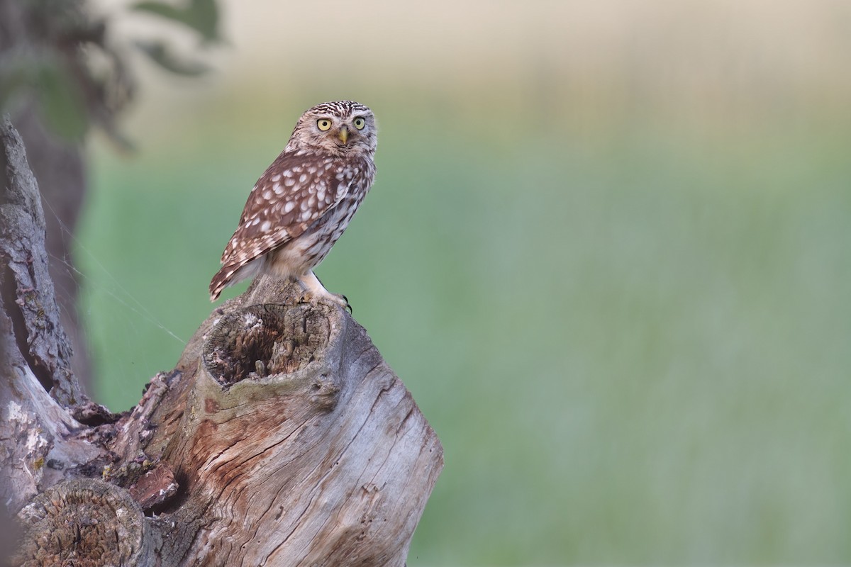 Little Owl - ML646653025