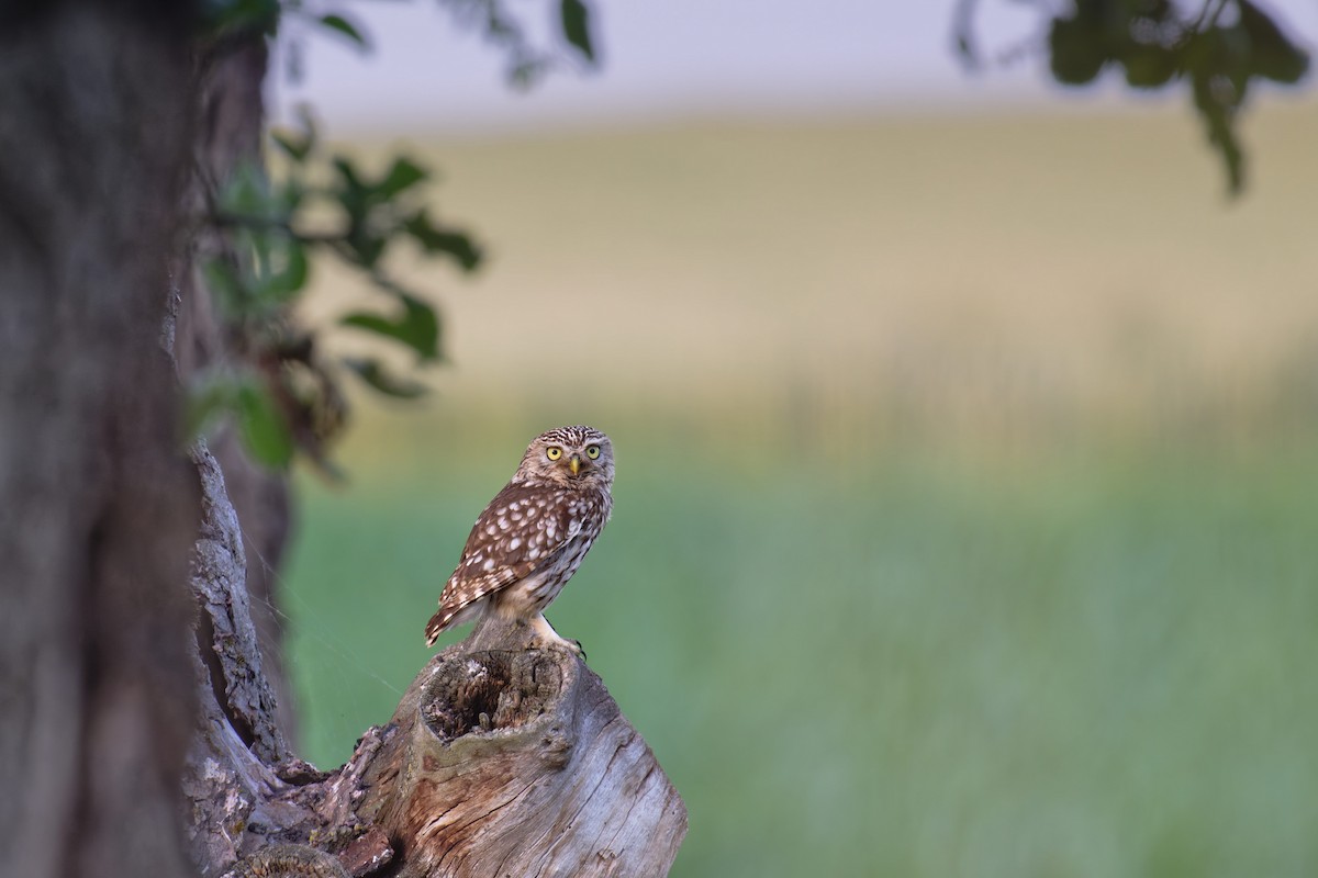 Little Owl - ML646653026