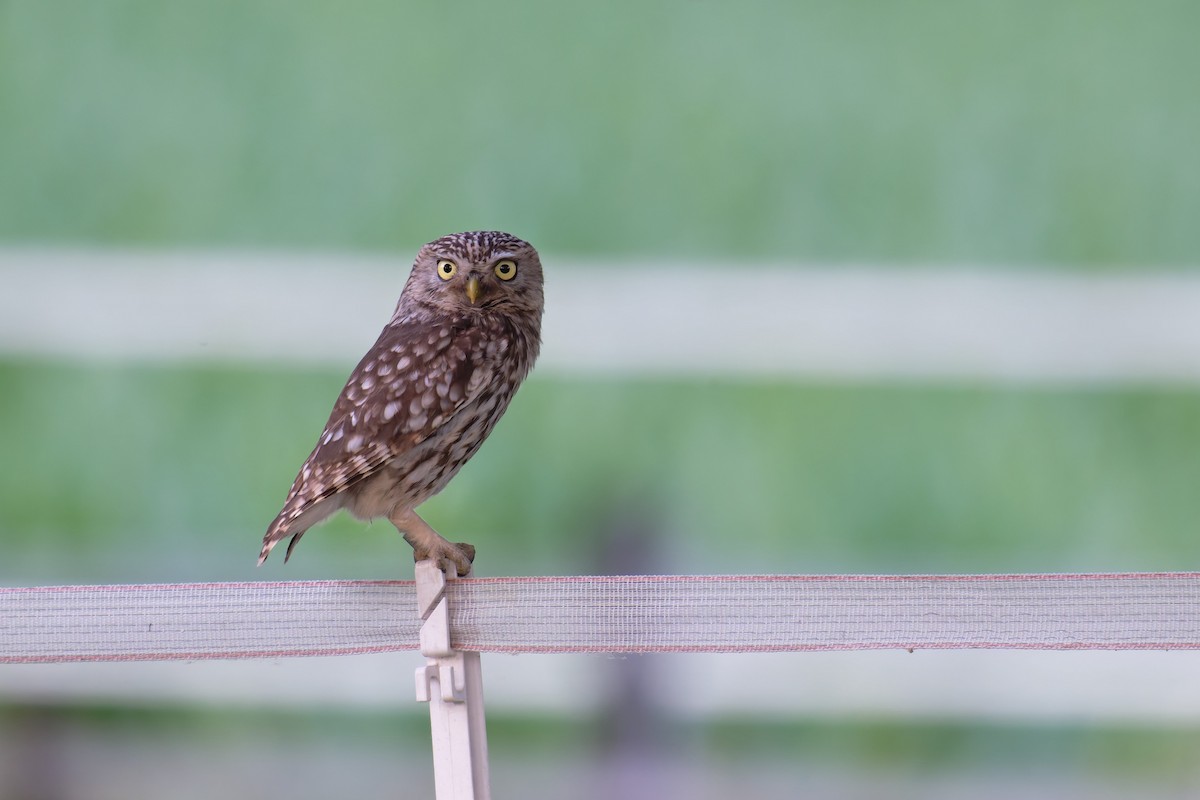 Little Owl - ML646653027