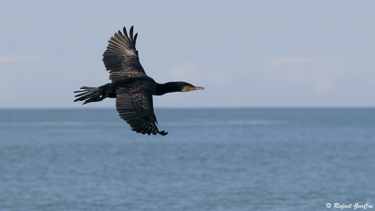 Great Cormorant - ML646653028